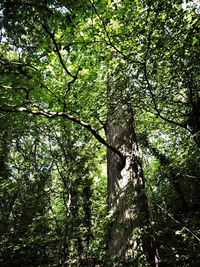 Low angle view of trees in forest