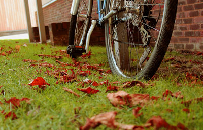 Autumn leaves on grass