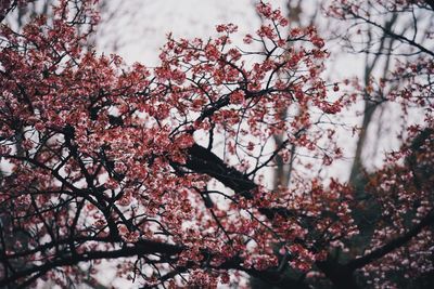 Low angle view of cherry blossoms in spring