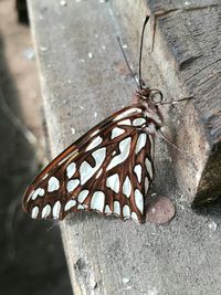 Close-up of insect