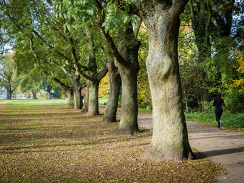 Trees in park