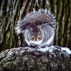 Close-up of squirrel on tree trunk