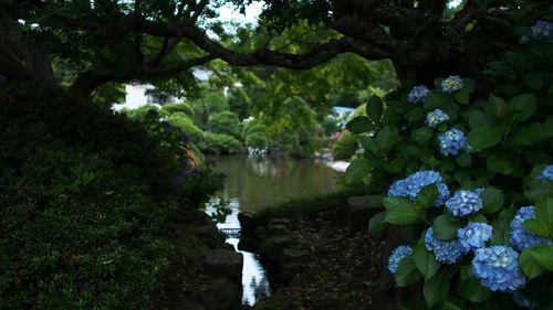 Reflection of trees in water