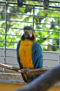 Close-up of parrot perching on metal in cage