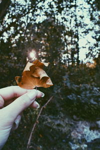 Hand holding plant against trees