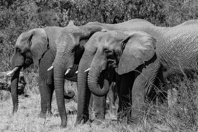 View of elephant on field