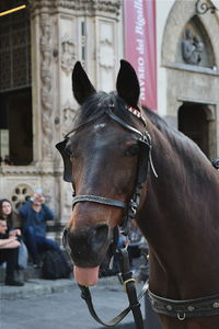 Close-up of a horse against blurred people