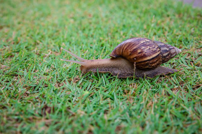 Snail on a field