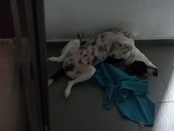 High angle view of dog sleeping at home