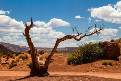 Dead tree in monument valley.