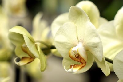 Close-up of flowers blooming