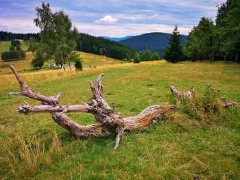 View of driftwood on field