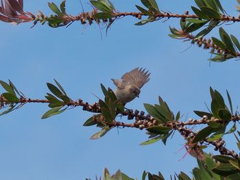 Low angle view of flower tree against clear sky