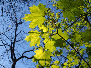 Low angle view of yellow flowering plant against tree