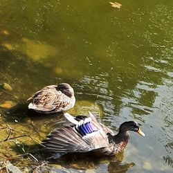 High angle view of duck in lake