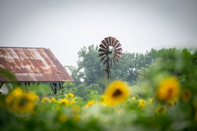 Yellow flowering plants on land against clear sky farm windmill 