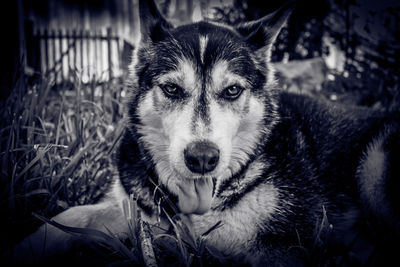 Close-up portrait of dog