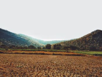 Scenic view of field against clear sky