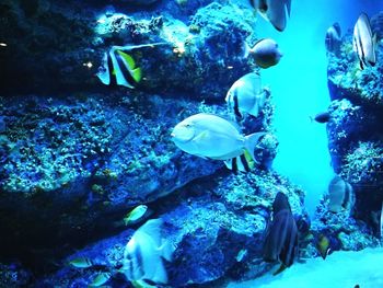 Close-up of fish swimming in aquarium