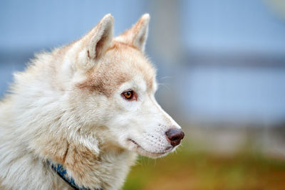 Close-up of dog looking away