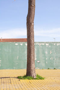 Tree by surrounding wall against sky