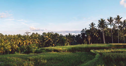 Scenic view of agricultural field against sky