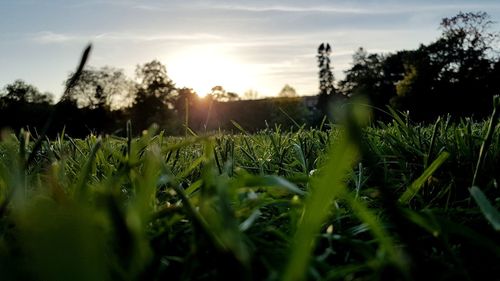 Plants growing on field against sky during sunset