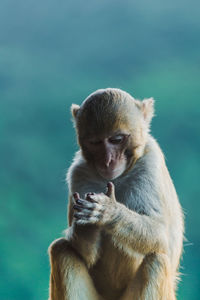 Close-up of monkey sitting outdoors