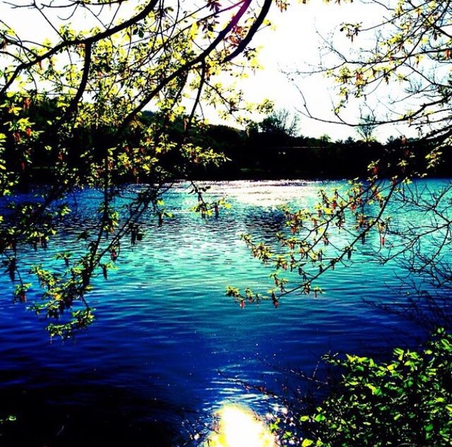 SWAN SWIMMING IN LAKE AGAINST TREES