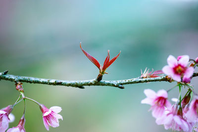 Close-up of pink flowering plant