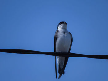 Low angle view of bird perching against clear blue sky