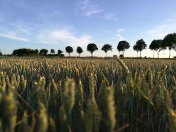 Scenic view of wheat field against sky