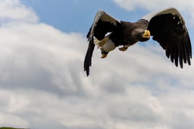 flying