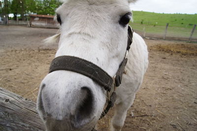 Close-up of goat on field