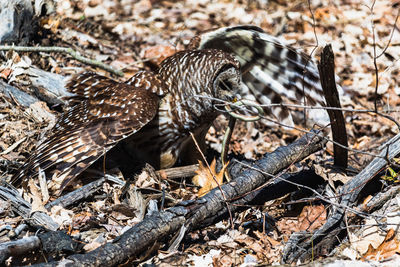 High angle view of a bird on land