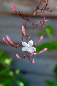 Close-up of cherry blossom on plant