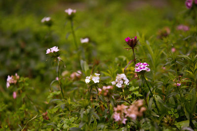 Close-up of flowers on field