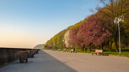 Empty road amidst trees against clear sky