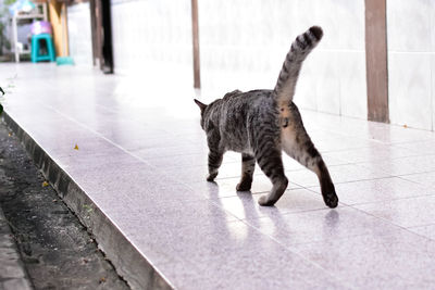 Cat is walking  on the way.