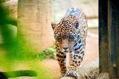 Portrait of leopard walking outdoors