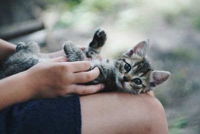 Close-up of hand holding kitten