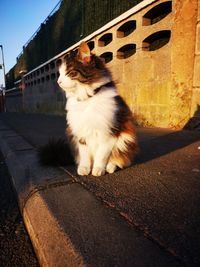 Cat lying down on street