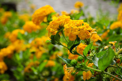 Close-up of yellow flowering plant