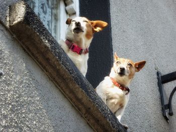 Portrait of a dog