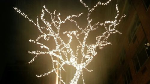 Low angle view of tree at night