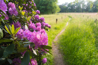 Purple flowering plants on field