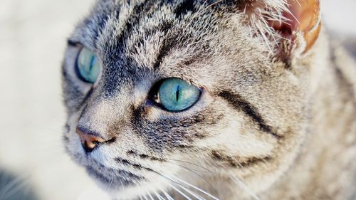 Close-up of a cat looking away