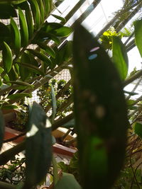 Close-up of lizard on tree