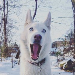 Portrait of dog in snow