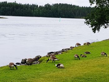 Flock of sheep in a lake